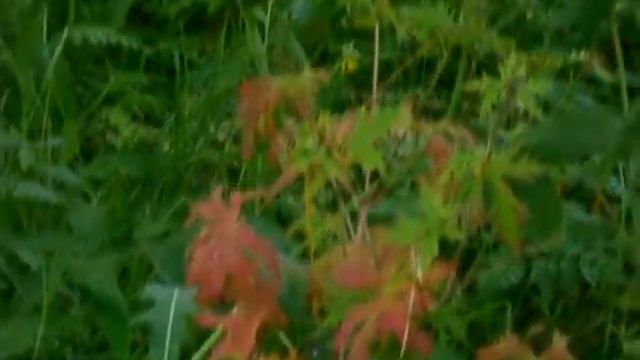 Ооо!!!...муравейник :)