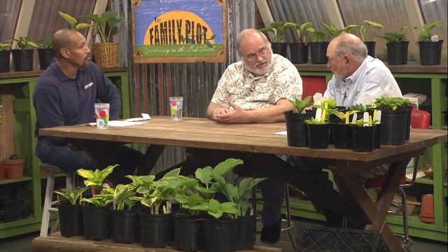 Q&A – What is the brown spot on our maple leaves?