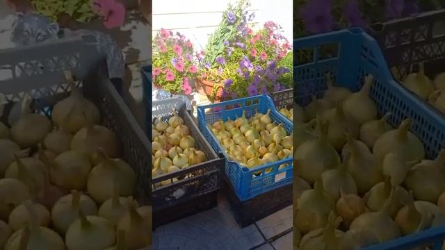 Урожай репчатого лука "Штутгарт ризен"