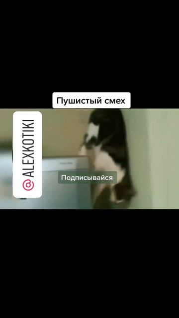 Пушистый смех