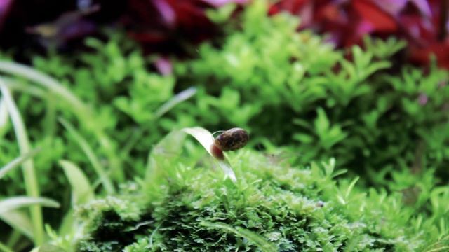 shrimp tank 6 - return of the shrimp