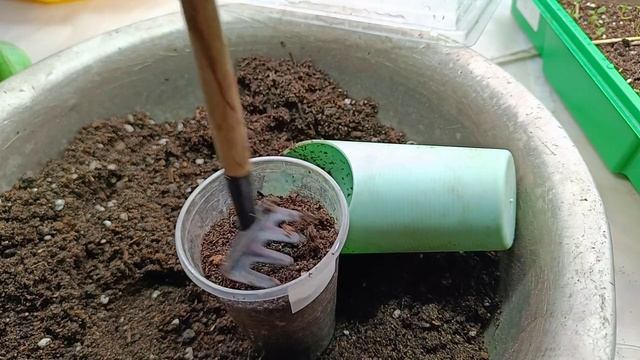 Первые шаги в выращивании клубники из сенян