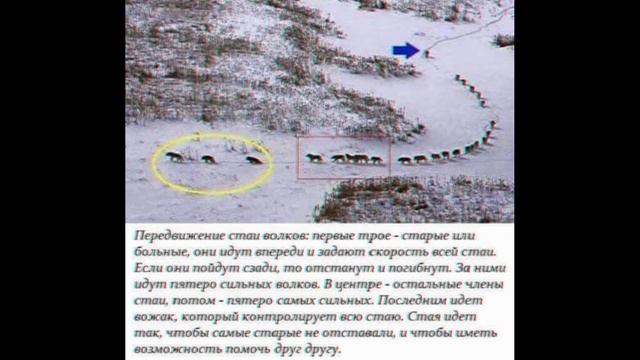 Стая волков