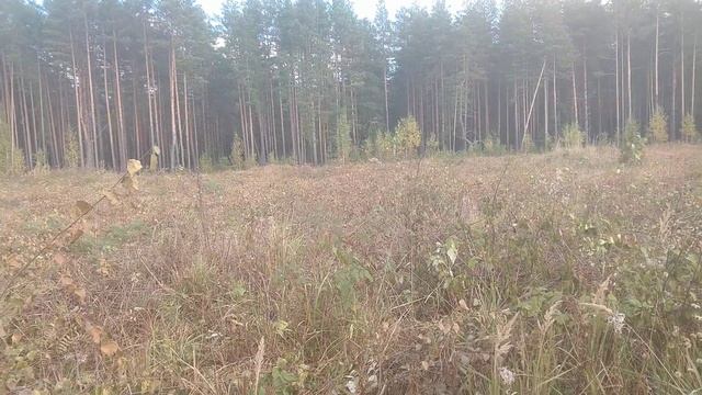 В лесу вырубили малинник. До слёз...