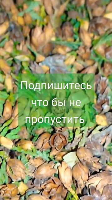 Семена ели и туи на выращивание  #сад
