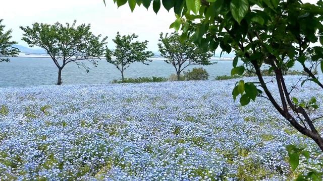 NEMOPHILIA FLOWER FESTIVAL 2024 OSAKA | A DAY IN MY LIFE | LIFE IN JAPAN | INDIAN IN JAPAN