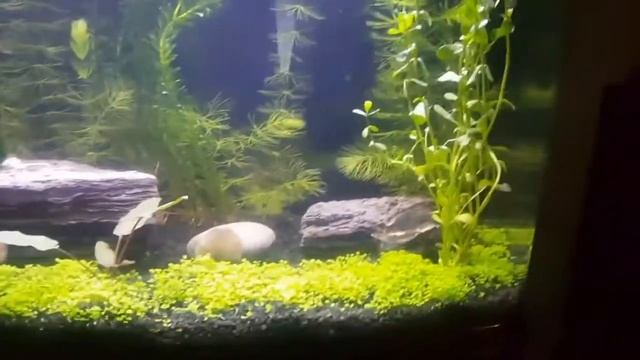 Planted Aquarium