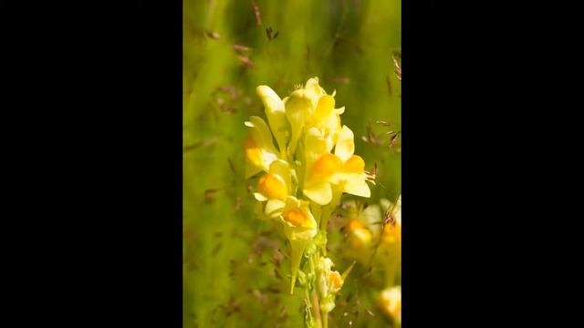 Keltakannusruoho |  Linaria vulgaris @Finland