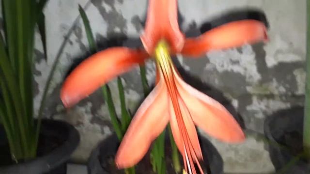 Amarilis sprekelia ou flor de lis