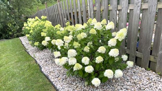 Limelight hydrangea hedge just looking lovely 😍