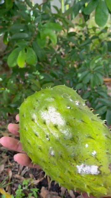Picking Soursop. # Shorts.