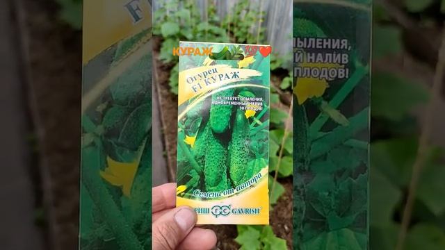 КАКИЕ СЕМЕНА МЫ САДИМ ОГУРЦЫ КУРАЖ 🥒🌿💯❤️...