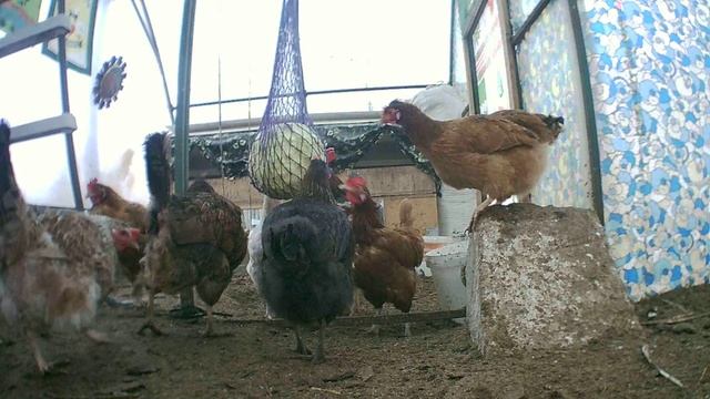 Куры и капуста. Авоська СССР опять пригодилась.