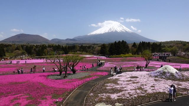 【4K】Panoramic view of Mt. Fuji and the moss phlox(Shiba Sakura) in Japan