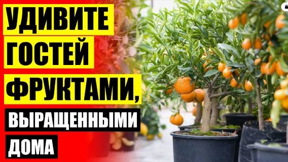 Как привить лимон из косточки ❕