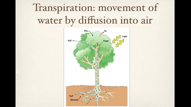 Mini Lecture Nutrient and water uptake in plants
