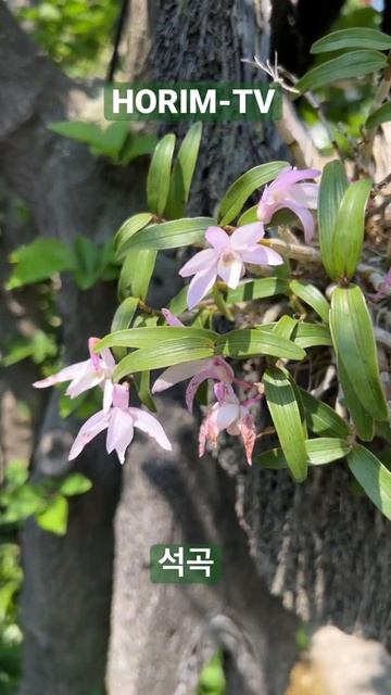 석곡(Dendrobium moniliforme)