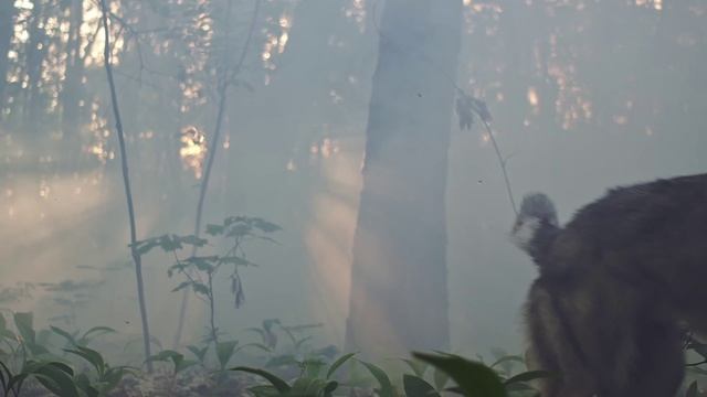 Волк. Видео про животных для детей