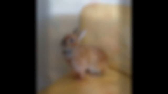Le plus beau lapin du monde !