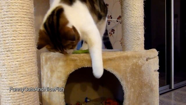 Tricky cat