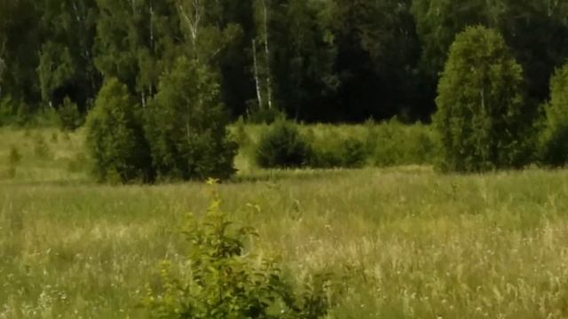 Земляника поспела..