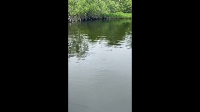 Редкая рыба сима