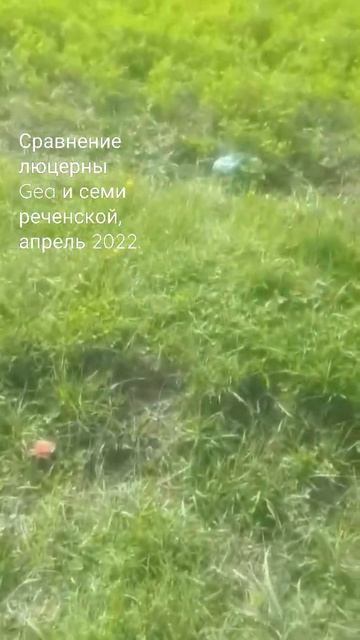 Алматы, сравнение люцерны Gea джея.