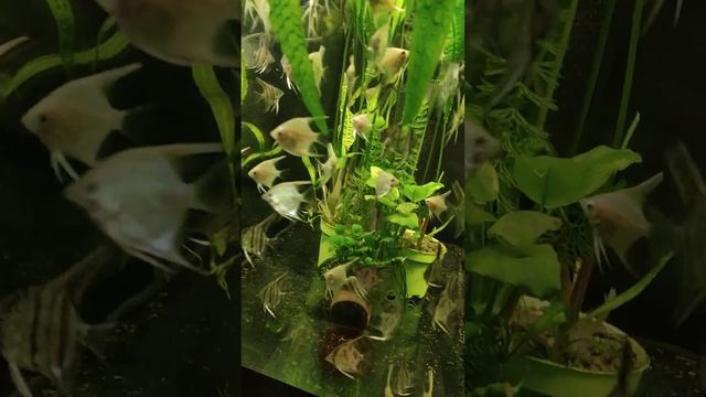 скалярии / ну и вы поняли