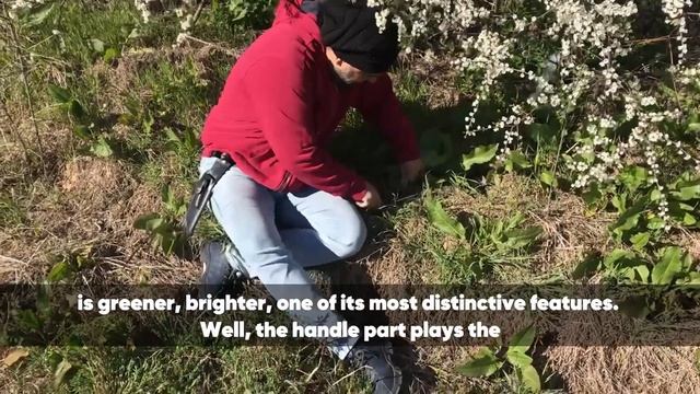 Rumex Patientia Benefits