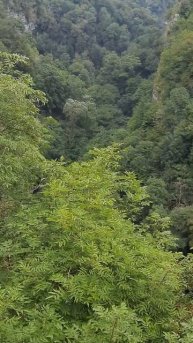 Хостинское ущелье. 20220817 120306 #shorts