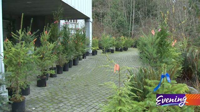 How to SAVE a LIFE 🎄 Your choice of Christmas tree could save the lives of salmon