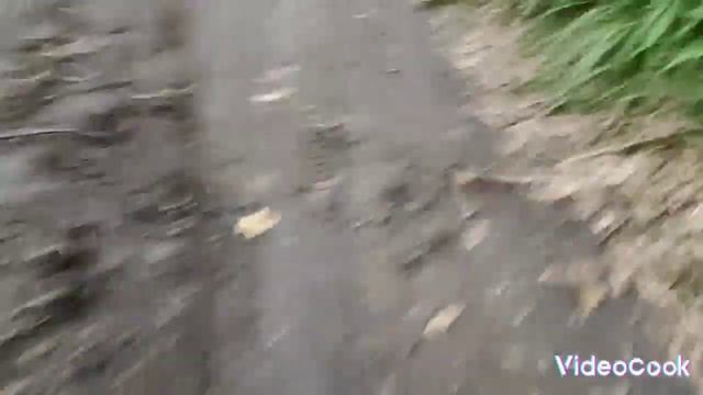 Питомцы в летних приключениях!!!!| Новые питомцы!!!| Машка и Симба!!!| Летние приключения начались!!