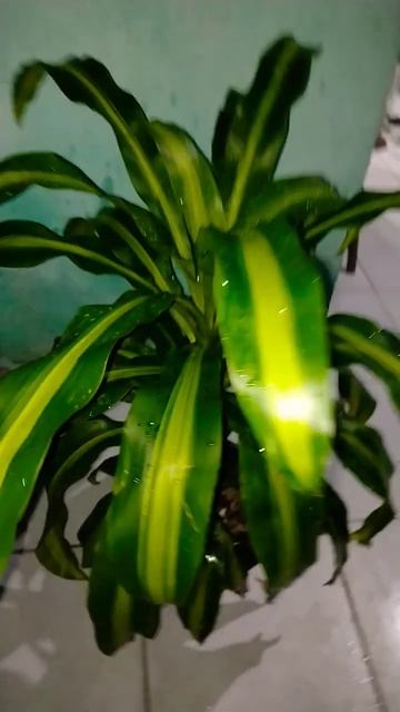 Que Dracena linda💖👏