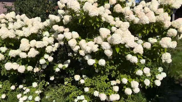 Утро Куры Кузя Много груш и приключений # Кузя #куры #сад