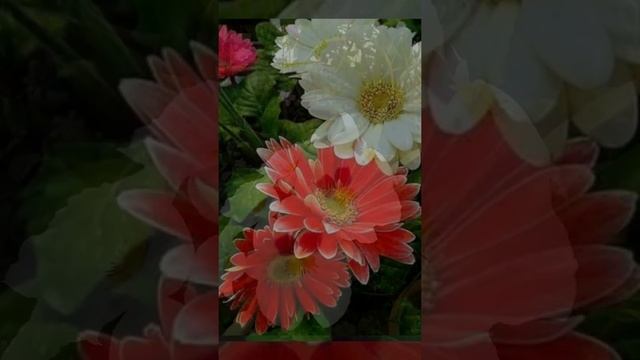 FLORES EN HOMENAJE A LAS MADRES 2