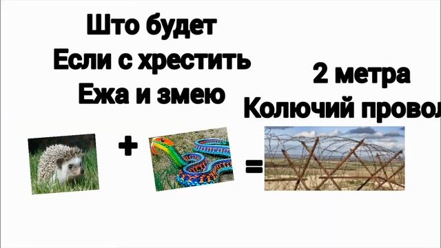 ёж+змея= 2метра калючий проволки