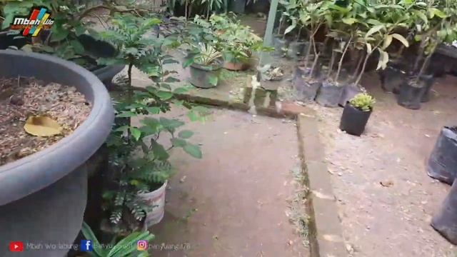 Penampakan POHON RANDU harga 12 Juta