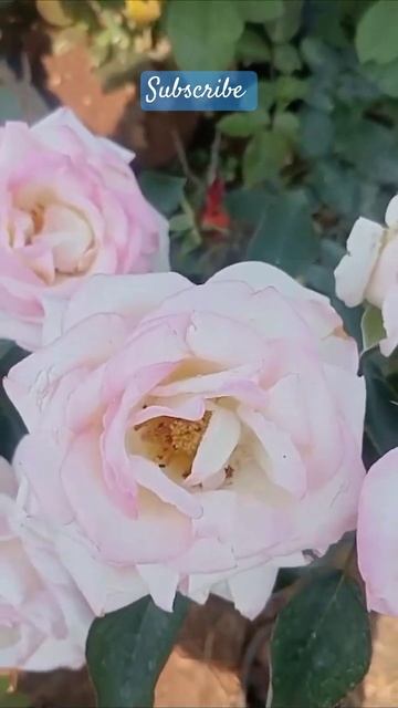 online sell #rose plant #6374934601 #flower#Sai hi-tech Nursery Garden