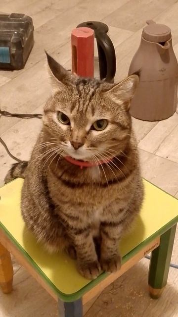 Кот