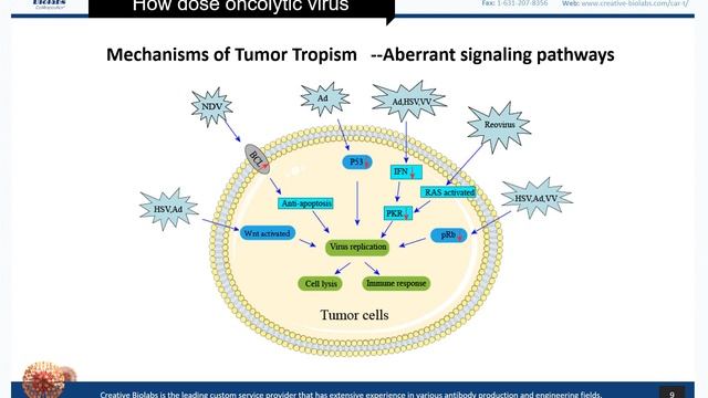 Oncolytic Virotherapy Basic Knowledge Review - Creative Biolabs