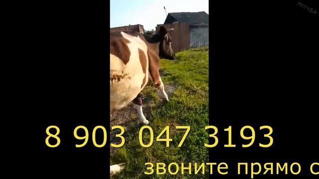 Продам Корову Зорька