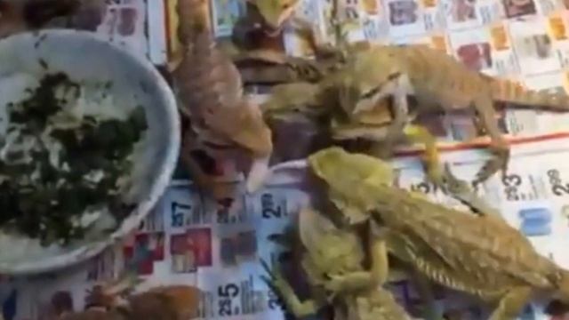 Beardies Eat Hibiscus, Bearded Dragons go nuts, Dragons eat like piranhas, video by Doctor Dragons