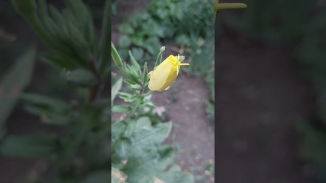1000049122.mp4