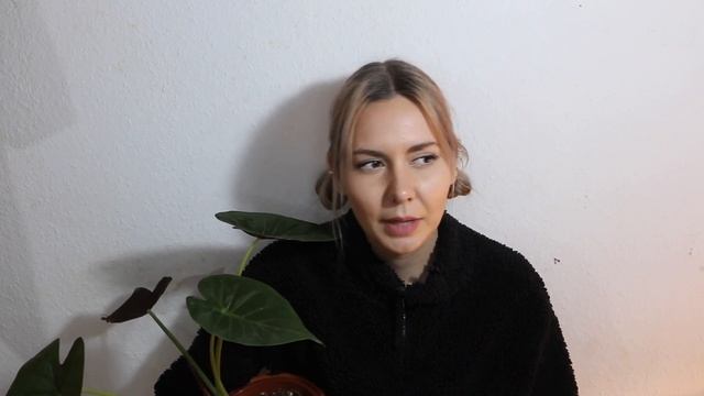 Alocasia Pflege | Darauf achte ich bei meinen Alocasien