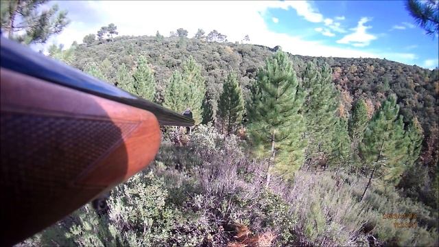 chasse aux sangliers