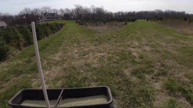 Ep4 Applying Fertilizer to Our Canaan Fir Field using a Drop Spreader