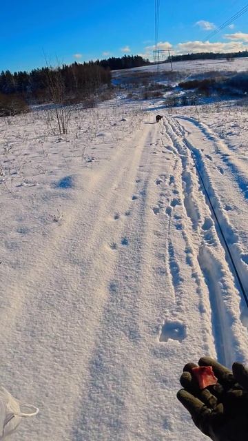 Хаски Дик тренировка