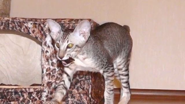чуКот и Веник - ТМ котик