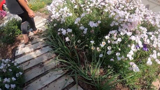 Side Garden Tour - Detailed - Zone 10a Escondido, California