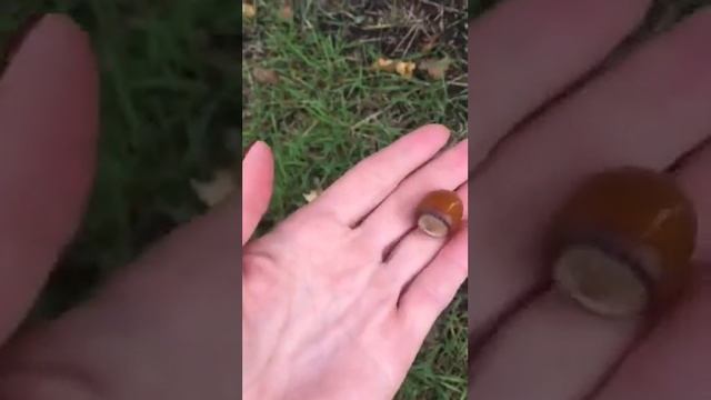 Фундук сорта Керасунд. Плантация Харьков.
